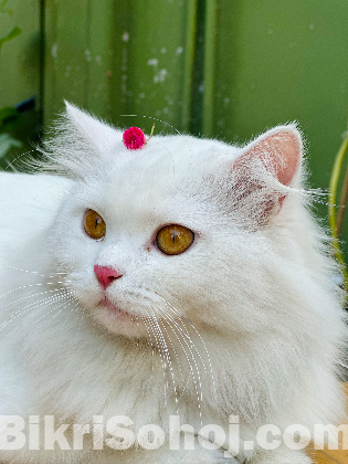 Persian Adult male cat